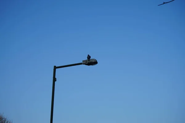 Columba Palumbus Sits Street Lamp Common Wood Pigeon Columba Palumbus — Fotografia de Stock