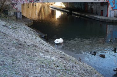 The white mute swan, which did not migrate to warmer climes, winters on the Wuhle River along with ducks. The mute swan, Cygnus olor, is a species of swan and a member of the waterfowl family Anatidae. Berlin, Germany