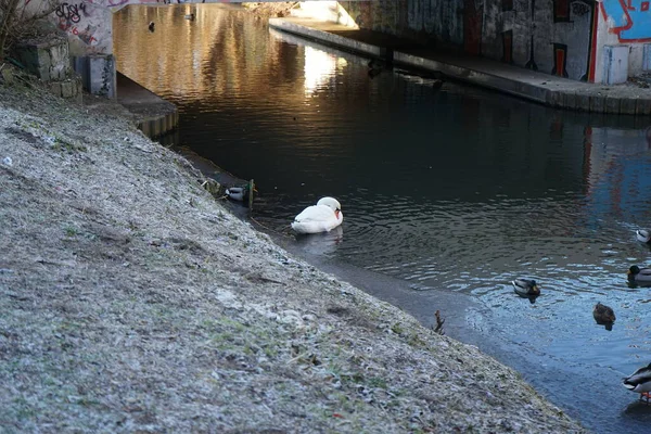 White Mute Swan Which Did Migrate Warmer Climes Winters Wuhle — Fotografia de Stock