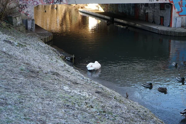 White Mute Swan Which Did Migrate Warmer Climes Winters Wuhle —  Fotos de Stock