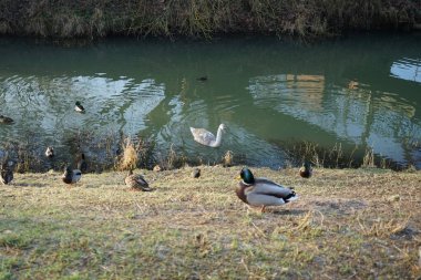 A young mute swan, which has not migrated to warmer climes, winters in the vicinity of the Wuhle River, surrounded by mallards and mandarin ducks. The mute swan, Cygnus olor, is a species of swan and a member of the waterfowl family Anatidae. Berlin