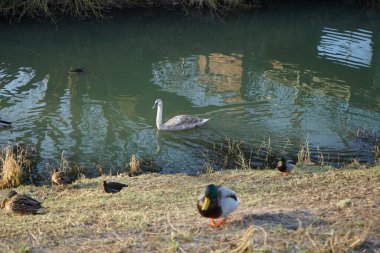 A young mute swan, which has not migrated to warmer climes, winters in the vicinity of the Wuhle River, surrounded by mallards and mandarin ducks. The mute swan, Cygnus olor, is a species of swan and a member of the waterfowl family Anatidae. Berlin