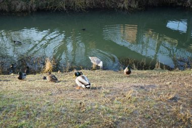 A young mute swan, which has not migrated to warmer climes, winters in the vicinity of the Wuhle River, surrounded by mallards and mandarin ducks. The mute swan, Cygnus olor, is a species of swan and a member of the waterfowl family Anatidae. Berlin