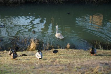 A young mute swan, which has not migrated to warmer climes, winters in the vicinity of the Wuhle River, surrounded by mallards and mandarin ducks. The mute swan, Cygnus olor, is a species of swan and a member of the waterfowl family Anatidae. Berlin