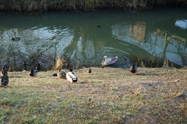 A young mute swan, which has not migrated to warmer climes, winters in the vicinity of the Wuhle River, surrounded by mallards and mandarin ducks. The mute swan, Cygnus olor, is a species of swan and a member of the waterfowl family Anatidae. Berlin