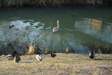 A young mute swan, which has not migrated to warmer climes, winters in the vicinity of the Wuhle River, surrounded by mallards and mandarin ducks. The mute swan, Cygnus olor, is a species of swan and a member of the waterfowl family Anatidae. Berlin