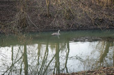 A young mute swan, which has not flown to warmer climes, swims along the Wuhle River in winter. The mute swan, Cygnus olor, is a species of swan and a member of the waterfowl family Anatidae. Berlin, Germany