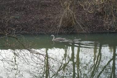 A young mute swan, which has not flown to warmer climes, swims along the Wuhle River in winter. The mute swan, Cygnus olor, is a species of swan and a member of the waterfowl family Anatidae. Berlin, Germany