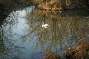 A white mute swan swims along the Wuhle River in winter. The mute swan, Cygnus olor, is a species of swan and a member of the waterfowl family Anatidae. Berlin, Germany 
