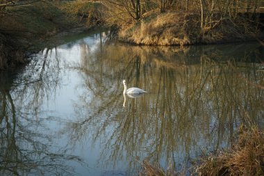 A white mute swan swims along the Wuhle River in winter. The mute swan, Cygnus olor, is a species of swan and a member of the waterfowl family Anatidae. Berlin, Germany 