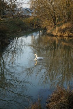 A white mute swan swims along the Wuhle River in winter. The mute swan, Cygnus olor, is a species of swan and a member of the waterfowl family Anatidae. Berlin, Germany 