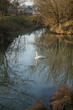 A white mute swan swims along the Wuhle River in winter. The mute swan, Cygnus olor, is a species of swan and a member of the waterfowl family Anatidae. Berlin, Germany 