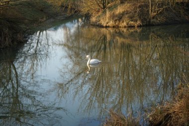 A white mute swan swims along the Wuhle River in winter. The mute swan, Cygnus olor, is a species of swan and a member of the waterfowl family Anatidae. Berlin, Germany 