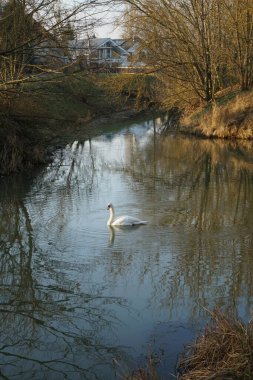 A white mute swan swims along the Wuhle River in winter. The mute swan, Cygnus olor, is a species of swan and a member of the waterfowl family Anatidae. Berlin, Germany 