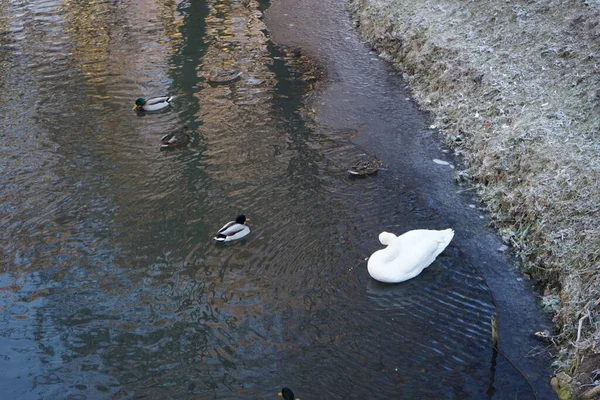 White Mute Swan Which Did Migrate Warmer Climes Winters Wuhle — Zdjęcie stockowe