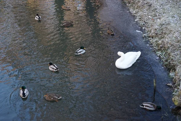 White Mute Swan Which Did Migrate Warmer Climes Winters Wuhle — Stock Fotó