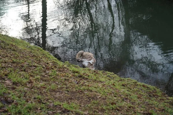 Vicinity Wuhle River Young Mute Swan Winters Which Did Fly — 스톡 사진