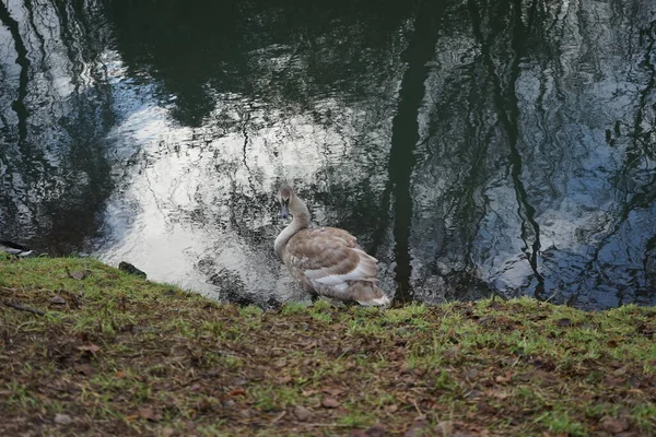 Young Mute Swan Which Has Migrated Warmer Climes Winters Vicinity — Stock Photo, Image