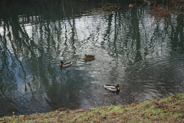 Mallards Mandarin Ducks Live Vicinity Wuhle River Berlin Germany – stockfoto