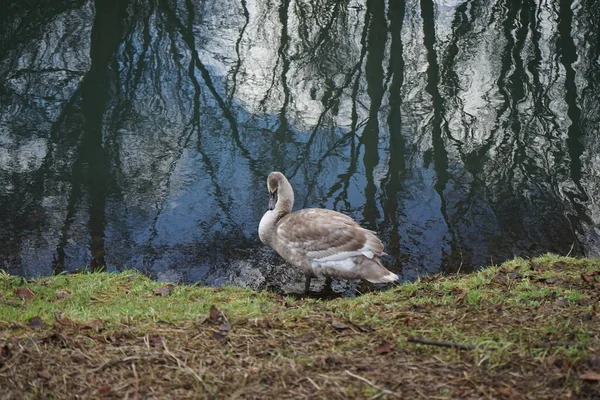 In the vicinity of the Wuhle River, a young mute swan winters, which did not fly to warmer climes. The mute swan, Cygnus olor, is a species of swan and a member of the waterfowl family Anatidae. Berlin, Germany