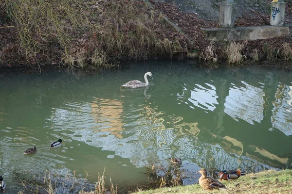 Young Mute Swan Which Has Migrated Warmer Climes Winters Vicinity — Fotografia de Stock