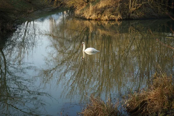 White Mute Swan Swims Wuhle River Winter Mute Swan Cygnus — Stockfoto