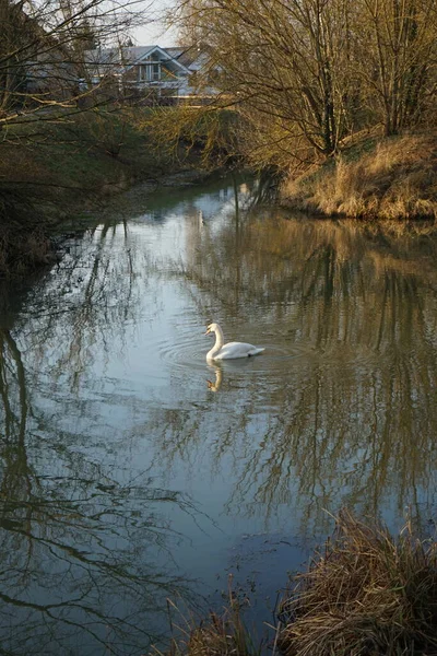 White Mute Swan Swims Wuhle River Winter Mute Swan Cygnus — Stock Photo, Image