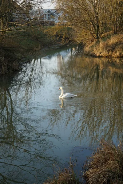White Mute Swan Swims Wuhle River Winter Mute Swan Cygnus — Stockfoto