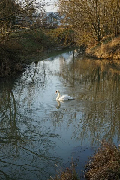 White Mute Swan Swims Wuhle River Winter Mute Swan Cygnus — Stockfoto