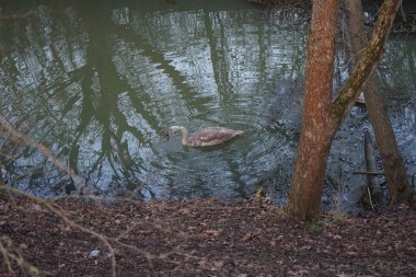 A young mute swan, which has not flown to warmer climes, swims along the Wuhle River in winter. The mute swan, Cygnus olor, is a species of swan and a member of the waterfowl family Anatidae. Berlin, Germany