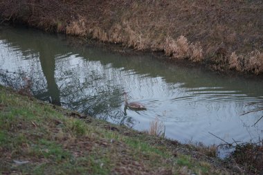 A young mute swan, which has not flown to warmer climes, swims along the Wuhle River in winter. The mute swan, Cygnus olor, is a species of swan and a member of the waterfowl family Anatidae. Berlin, Germany
