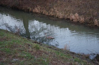 A young mute swan, which has not flown to warmer climes, swims along the Wuhle River in winter. The mute swan, Cygnus olor, is a species of swan and a member of the waterfowl family Anatidae. Berlin, Germany