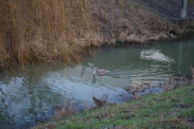 A young mute swan, which has not flown to warmer climes, swims along the Wuhle River in winter. The mute swan, Cygnus olor, is a species of swan and a member of the waterfowl family Anatidae. Berlin, Germany