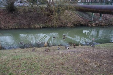 A young mute swan, which has not migrated to warmer climes, winters in the vicinity of the Wuhle River, surrounded by mallards and mandarin ducks. The mute swan, Cygnus olor, is a species of swan and a member of the waterfowl family Anatidae. Berlin
