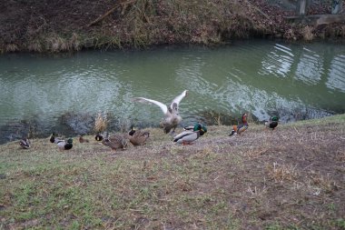 A young mute swan, which has not migrated to warmer climes, winters in the vicinity of the Wuhle River, surrounded by mallards and mandarin ducks. The mute swan, Cygnus olor, is a species of swan and a member of the waterfowl family Anatidae. Berlin