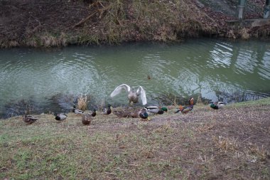 A young mute swan, which has not migrated to warmer climes, winters in the vicinity of the Wuhle River, surrounded by mallards and mandarin ducks. The mute swan, Cygnus olor, is a species of swan and a member of the waterfowl family Anatidae. Berlin