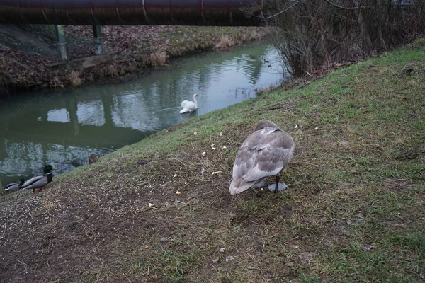 Mute Swans Which Have Migrated Warmer Climes Winter Vicinity Wuhle — Stock Fotó