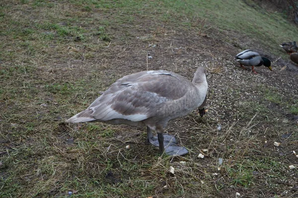 Young Mute Swan Which Has Migrated Warmer Climes Winters Vicinity — Photo