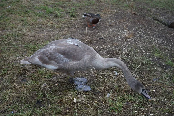 Young Mute Swan Which Has Migrated Warmer Climes Winters Vicinity — Stock Photo, Image