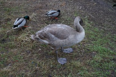 A young mute swan, which has not migrated to warmer climes, winters in the vicinity of the Wuhle River, surrounded by mallards and mandarin ducks. The mute swan, Cygnus olor, is a species of swan and a member of the waterfowl family Anatidae. Berlin