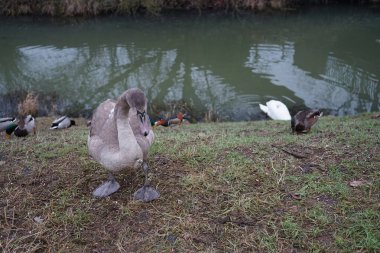 Mute swans, which have not migrated to warmer climes, winter in the vicinity of the Wuhle River, surrounded by mallards and mandarin ducks. Berlin, Germany