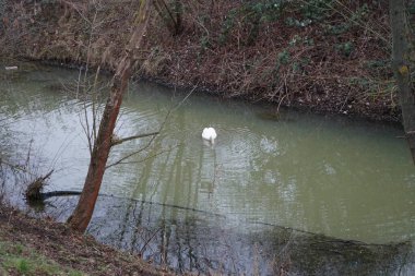 A white mute swan swims along the Wuhle River in winter. The mute swan, Cygnus olor, is a species of swan and a member of the waterfowl family Anatidae. Berlin, Germany