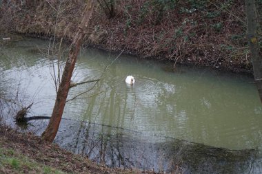 A white mute swan swims along the Wuhle River in winter. The mute swan, Cygnus olor, is a species of swan and a member of the waterfowl family Anatidae. Berlin, Germany