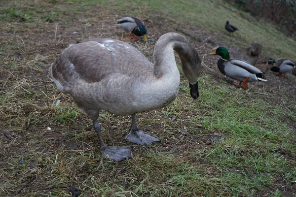 A young mute swan, which has not migrated to warmer climes, winters in the vicinity of the Wuhle River, surrounded by mallards and mandarin ducks. The mute swan, Cygnus olor, is a species of swan and a member of the waterfowl family Anatidae. Berlin