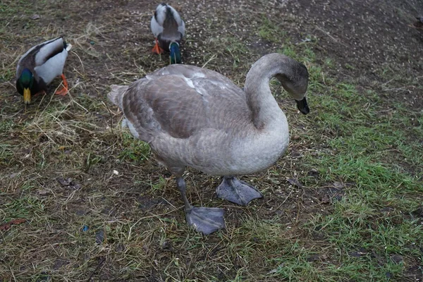 A young mute swan, which has not migrated to warmer climes, winters in the vicinity of the Wuhle River, surrounded by mallards and mandarin ducks. The mute swan, Cygnus olor, is a species of swan and a member of the waterfowl family Anatidae. Berlin