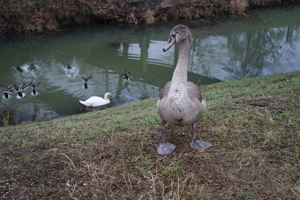 Mute Swans Which Have Migrated Warmer Climes Winter Vicinity Wuhle — Stockfoto