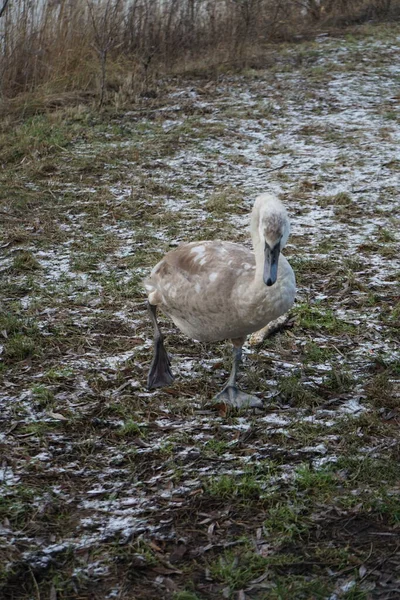 Vicinity Wuhle River Young Mute Swan Winters Which Did Fly — Stockfoto