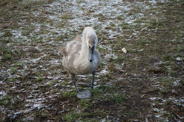 Vicinity Wuhle River Young Mute Swan Winters Which Did Fly — Stockfoto