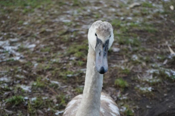 Vicinity Wuhle River Young Mute Swan Winters Which Did Fly — Stock Photo, Image