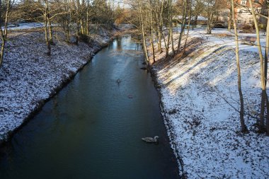 Young mute swans, which have not flown away to warmer climes, swim along the Wuhle River with snow-covered banks in winter. The mute swan, Cygnus olor, is a species of swan and a member of the waterfowl family Anatidae. Berlin, Germany